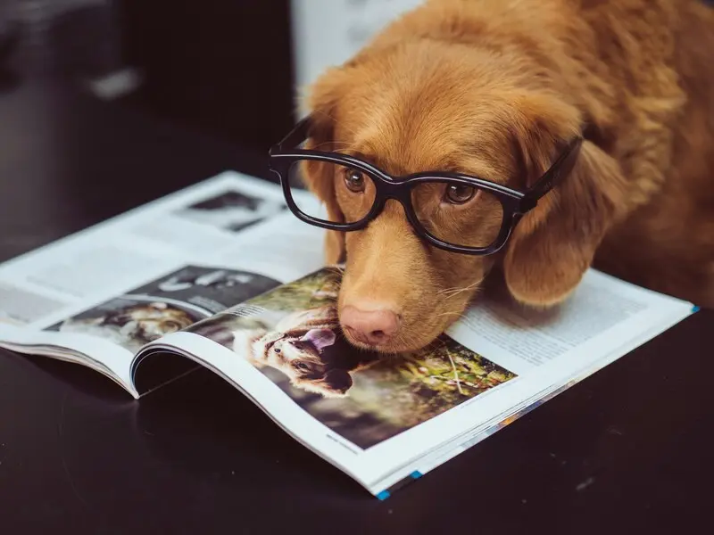 Chiens a lunettes