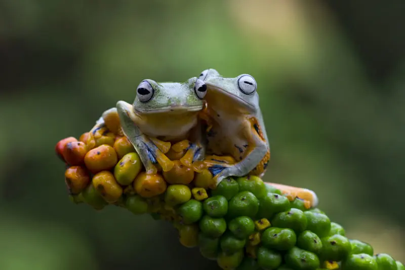 Grenouilles du Costa Rica