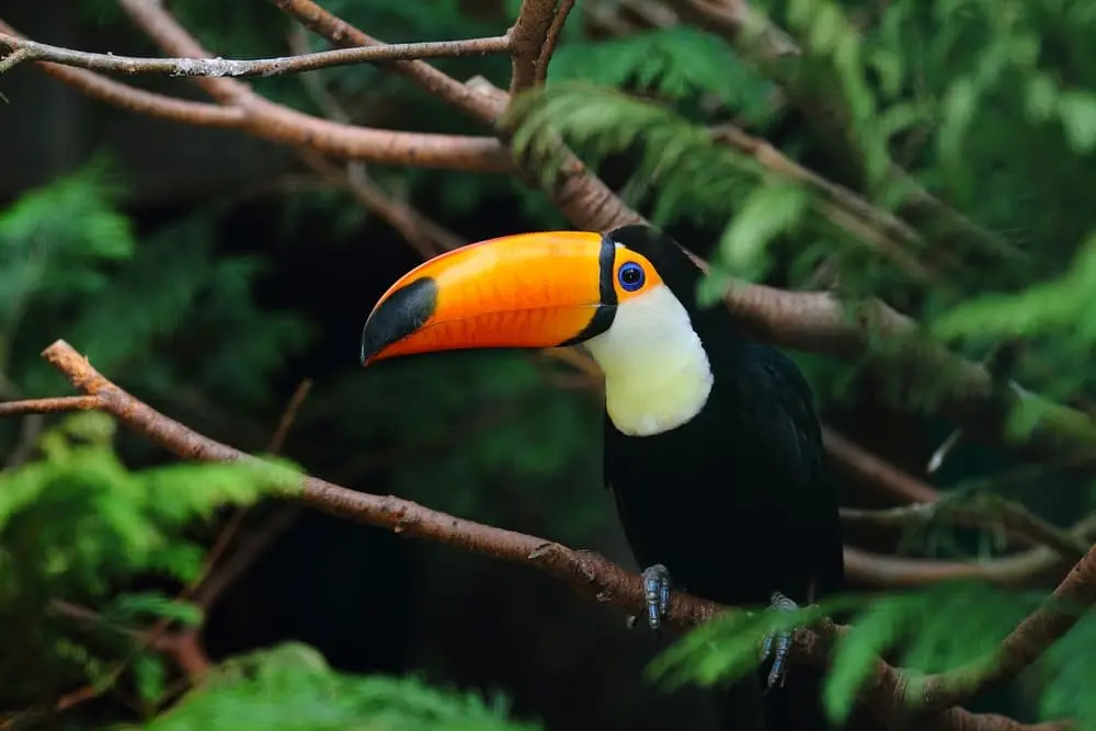Toucan du Costa Rica